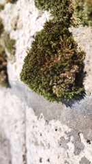 Gymnostomum aeruginosum