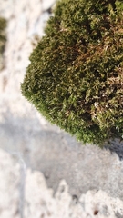 Gymnostomum aeruginosum