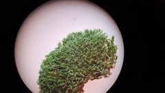 Gymnostomum aeruginosum