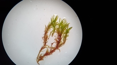 Gymnostomum aeruginosum