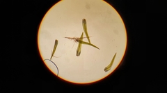 Gymnostomum aeruginosum