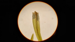 Gymnostomum aeruginosum