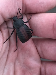 Eleodes suturalis