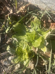 Brassica rapa pekinensis