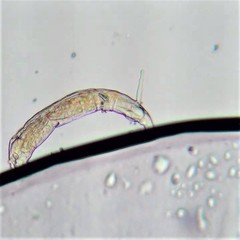 Habrotrocha collaris