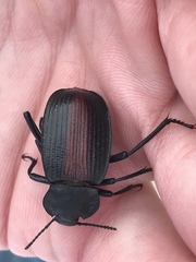 Eleodes suturalis