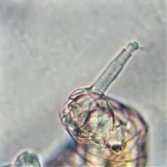 Habrotrocha collaris