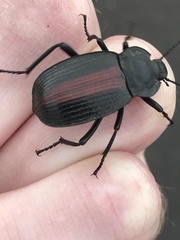 Eleodes suturalis