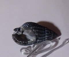 Tritia reticulata