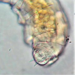 Habrotrocha collaris