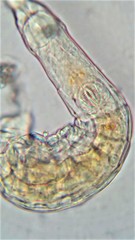 Habrotrocha collaris