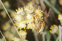 Chauliognathus scriptus