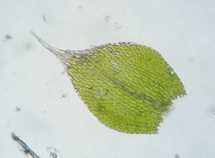 Fabronia ciliaris