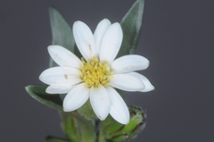 Noticastrum