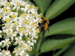 Bombus haematurus