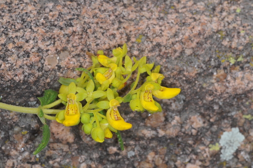 Calceolaria teucrioides (Calceolaria teucrioides)