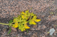 Calceolaria teucrioides