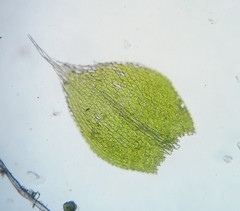 Fabronia ciliaris