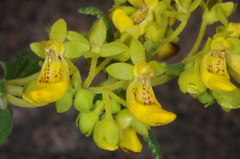 Calceolaria teucrioides