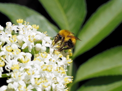 Bombus haematurus