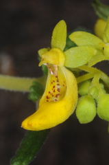 Calceolaria teucrioides