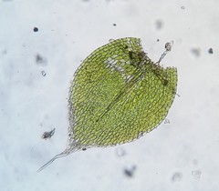 Fabronia ciliaris