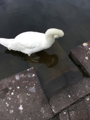 Cygnus olor