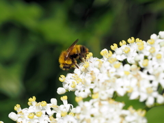 Bombus haematurus