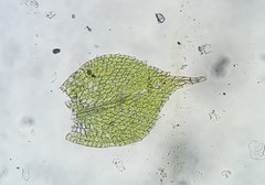 Fabronia ciliaris