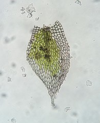 Fabronia ciliaris