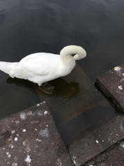 Cygnus olor