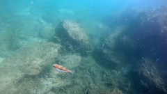 Torquigener pleurogramma