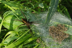 Dolomedes plantarius