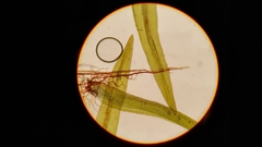 Gymnostomum aeruginosum