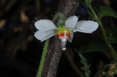 Blumenbachia hieronymi