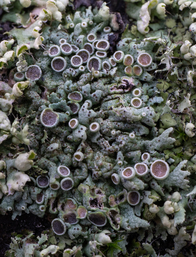 fyscia popolavá (Physcia aipolia)