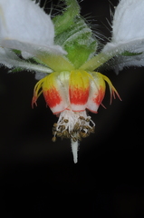 Blumenbachia hieronymi