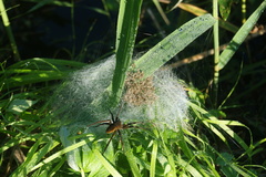 Dolomedes plantarius