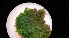 Gymnostomum aeruginosum