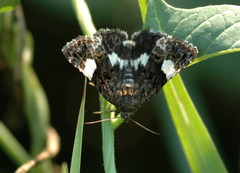 Tyta