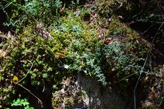 Arenaria montana