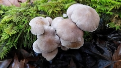 Coprinopsis canoceps