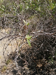 Colliguaja integerrima