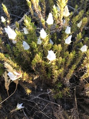 Roella prostrata