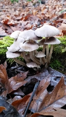 Coprinopsis canoceps