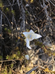 Roella prostrata