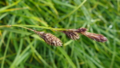 Carex spectabilis