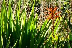 Chasmanthe floribunda
