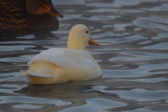 Anas platyrhynchos domesticus