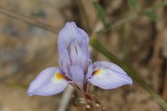Moraea mediterranea
